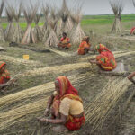 Research History of Jute and India: A Comprehensive Overview