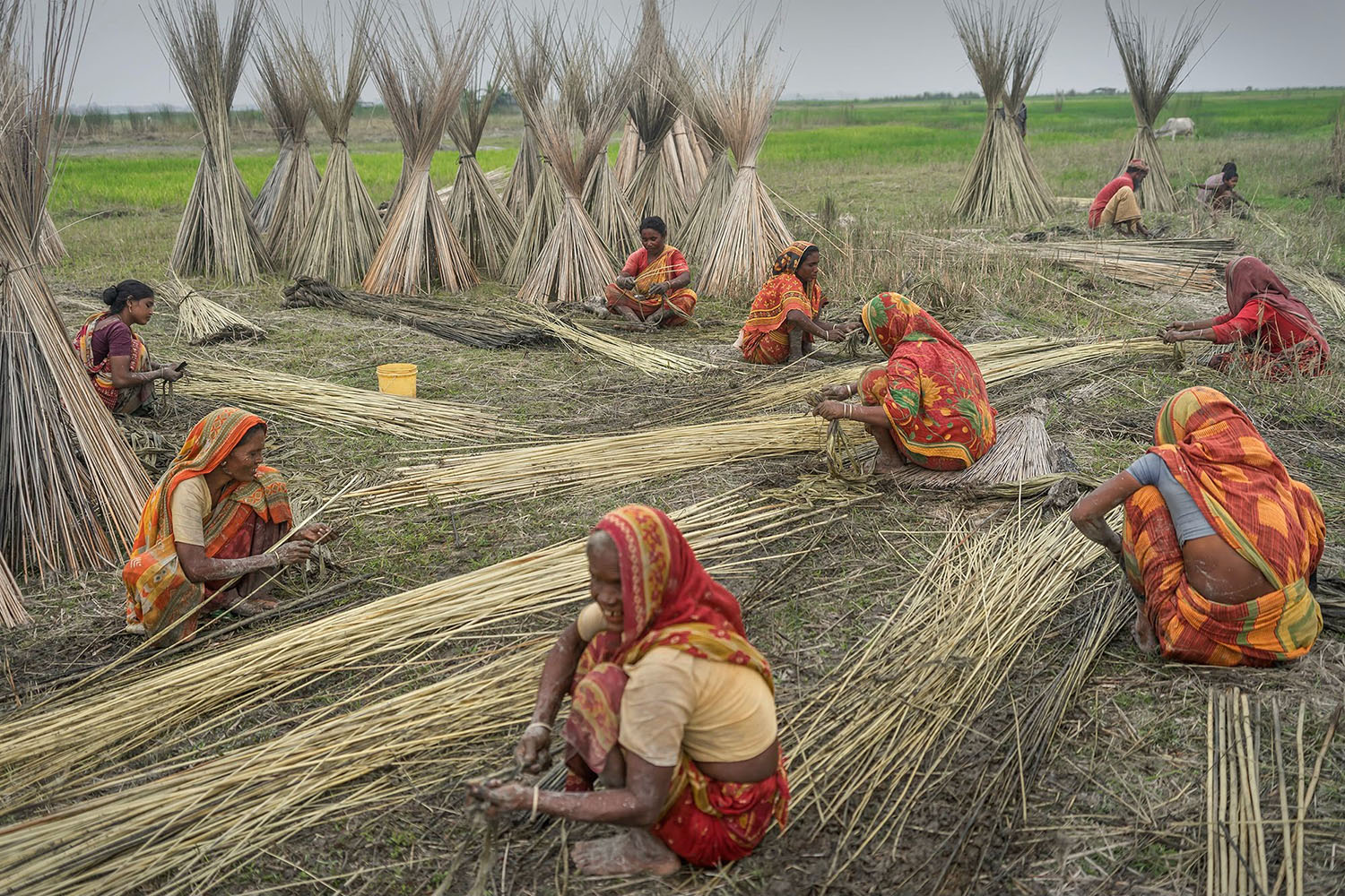Research History of Jute and India: A Comprehensive Overview